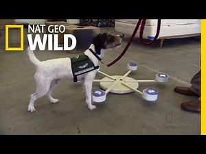 Bedbug Detectors | The Invaders