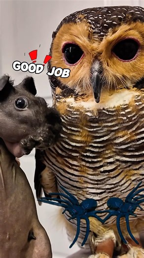 Superhero Bibib‼️🦸🏻🦉 #owl #cat #cute #funny #funnyvideos #animals #pets