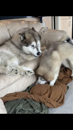 Big House Bear vs Little House Bear Funny Dog Moments