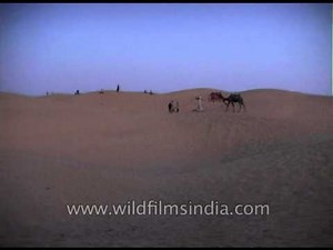 Desert Safari on Camels till late evening in Thar desert near Jaisalmer