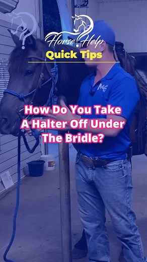 Quick Tips On How To Take A Halter Off Under A Bridle! Want To Learn More? Visit The Link In My Bio! #horsetraining #horse #trainer #horsetrainer #trainingvideos #traininghorses #horses #horsehelp | Horse Help With Michael Gascon