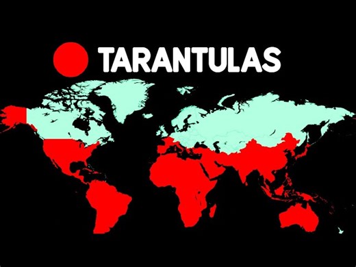 Where Do Animals Live - Fun Map Show Us