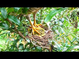 Eagle attacked a nest of birds老鹰爪子有多厉害？2只小鸟被按得毫无反抗之力