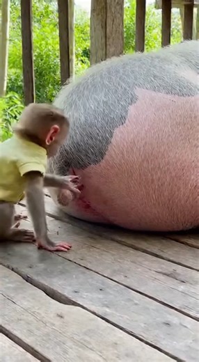 Smell good or not baby ! Monkey #fblifestlye #monkey #funny #playful #comedy #viral | Love Monkey