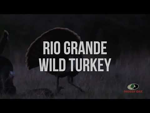 Rio Grande Wild Turkey Gobbles | A Mossy Oak Compilation