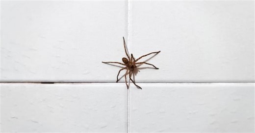Elles sont de retour : les araignées envahissent vos maisons depuis quelques jours, voici comment y remédier
