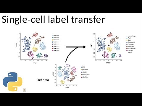 Label single-cells automatically in python | scVI label transfer