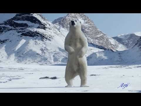 Plongee dans le Pole Nord