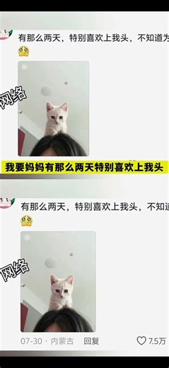 The cat kept staring at me on its first day home