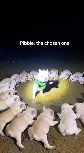 The one and only pibble ✨#fyp #pibble #frenchbulldog #cute #dance | dog