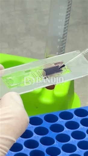 #short 🧫 Trypan Blue solution을 이용해 세포 생존율을 확인하는 방법! #BANDIO #반디오 #에스피엘 #spl