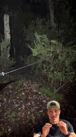 Exploring Night Sounds: What Does This Wolf Howl Mean?