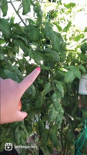 Italian Tree Tomato: heirloom tomato review #tomato #heirloomtomatoes #tomatoreview #garden #plants