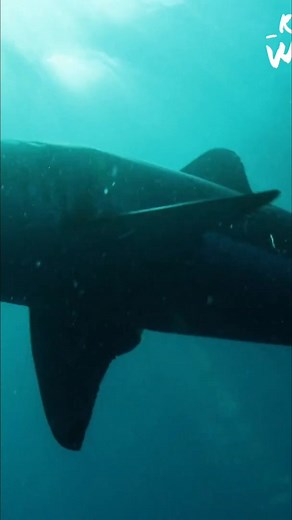 5.1K views · 77 reactions | Ever wondered how sharks navigate the ocean? They use electroreception! Special sensors in their noses and heads, called ampullae of Lorenzini, help them find their way. Science is amazing! #Sharks #Electroreception #OceanLife #MarineBiology #ScienceFacts | Real Wild | Facebook