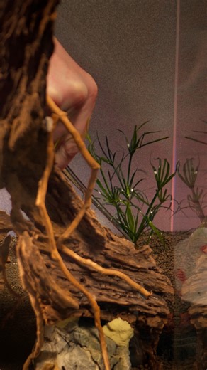 Any Juncus Repens fans? 🌱#juncusrepens #aquariumplants