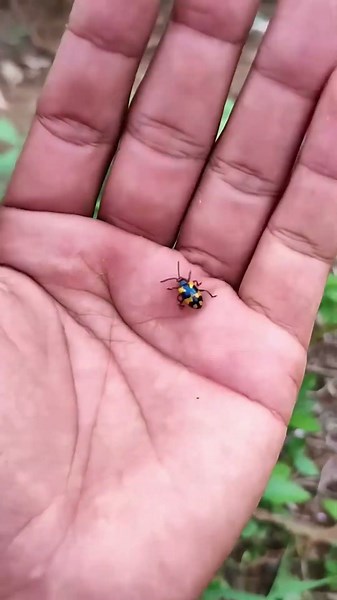 Asian beetles you've never seen #anyuniqueanimals #beetle #insects #beautifulinsects #nature #wil...