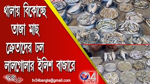 185K views · 1.6K reactions | পাল্লা নয় থালায় বিকোচ্ছে তাজা মাছ, ক্রেতাদের ঢল লালগোলার ইলিশ বাজারে | TV24 Bangla | Facebook