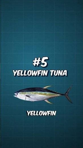 Top 5 Fastest Fish in the Ocean