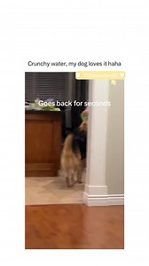 Mmm crunchy water | Animal Memes