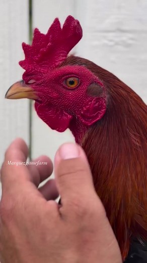 88K views · 4.6K reactions | PLUMMER ASIL / WHITEHACKLE #gamefowlbreeder #gamefowlnation #gallosdelmundo #gallerosoy #gallos | Marquez Farms | Facebook