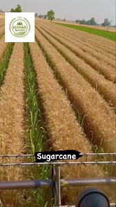 Maximizing Profits with Wheat and Sugarcane Intercropping! 🌾 Intercropping Benefits: Combining wheat and sugarcane on the same piece of land can lead to doubled profits! This innovative approach not only optimizes land use but also enhances soil fertility and reduces pest pressure. 💡 Why Intercrop? 1. Higher Yield: Growing two crops together can increase overall yield per acre. 2. Cost-Effective: Reduced input costs through efficient use of resources. 3. Soil Health: Diverse root systems impro