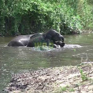 Adorable Baby Elephants Bathing Freely in the Wild 🐘💦