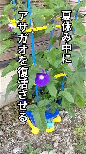 【ライフスタイル】朝顔の育て方_枯れた朝顔を復活させる方法 #朝顔の育て方 #観察日記 #shorts