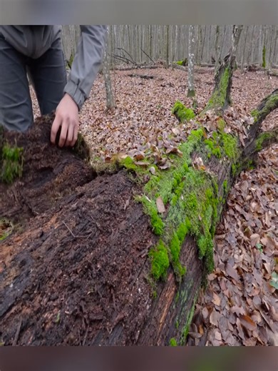 Using bushcraft skills, I shaped every part by hand. 🛠️🌿 | The Gabriels