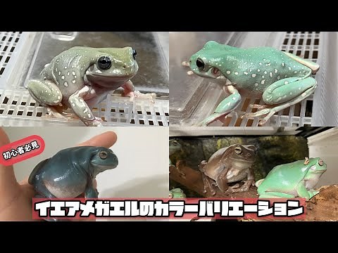 【初心者必見】イエアメガエルのカラーバリエーションの紹介【カエル飼育】