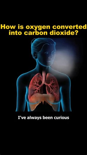 medical knowledge on Instagram: "How is oxygen convert into carbon dioxide 3d animation video #OxygenToCarbonDioxide #BreathingProcess #3DScience #HumanBodyAnimation #HowWeBreathe #RespirationExplained #LungsFunction #ScienceReel #EducationalVideo #3DAnimationVideo #InstagramReelsIndia #FacebookReels #ViralVideo2025 #ScienceIsCool #BodyFunction #MedicalStudentLife #BiologyReels #Viral3DVideo #InstagramTrending #ReelKaroFeelKaro"