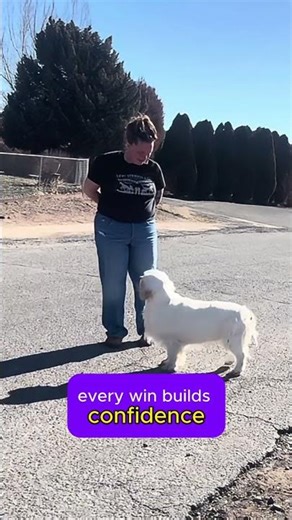 Service Dog Training Without Pressure | The Errorless Method