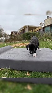 We love big dogs and we love big puppies!🐶 Did you know when Great Danes are first born they already weigh between about 2 pounds? And when full grown they can weigh anywhere from 120 to about 170 pounds! But don’t worry, despite their large size Great Danes are actually one of the gentlest breeds of dogs. In fact, they’ve even been nicknamed “the gentle giants.” If you have a giant dog breed, you probably already know how much food they can eat! And it’s no wonder, with some breeds like the Gr