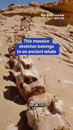 Discovering Basilosaurus: The Ancient Whale Fossil