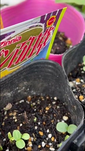 おばあちゃんの種まきから4日！ポンポン百日草の発芽 #園芸 #畑 #岐阜 #菜園 #gardening