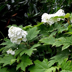Snow Queen Oakleaf Hydrangea | American Meadows