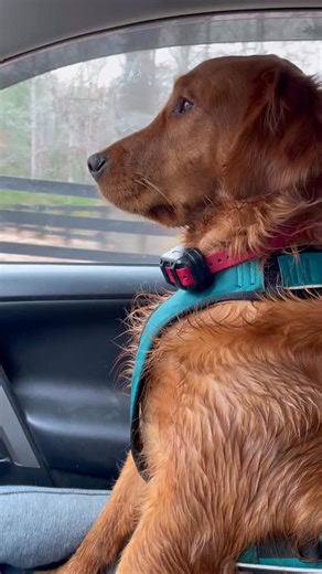 Bo mad because Midnight and Tank are in love. #retiever #funnydogs | Barbara Ann Hatcher