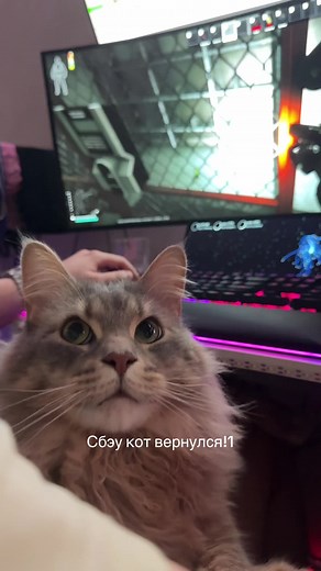 Escape from Tarkov: Cat's Return to the Game