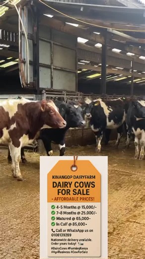 KINANGOP DAIRY FARM on TikTok