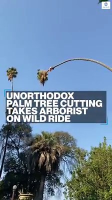 191K views · 2.3K reactions | WILD RIDE: This man’s efforts to cut a palm tree had cartoonish consequences, leaving him swaying wildly from side to side while clinging to the trunk. The intrepid tree surgeon was able to descend once it stabilized. https://abcn.ws/2Sse4E8 | ABC News | Facebook