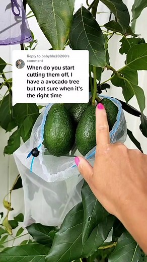 Jerra's Garden on TikTok