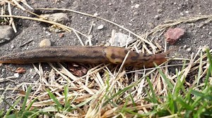 A great slug (lat. Limax maximus) crawls along the paths in the garden. The great slug is a terrestrial gastropod mollusk of the order pulmonary snails of the family Limacidae. Stock Video