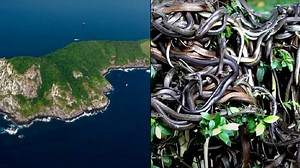 Experts explain how to survive on Snake Island where there is more to worry about than just the snakes