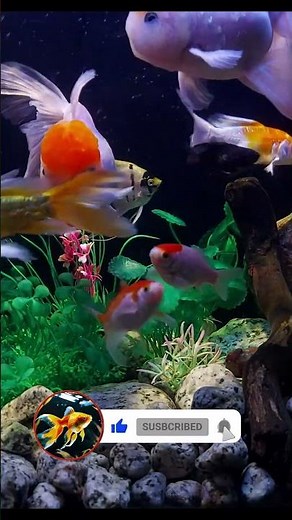 Aquarium Ambience 4K 🌊 | Relaxing Screensaver #4kscreensaver #aquariumfish #fish