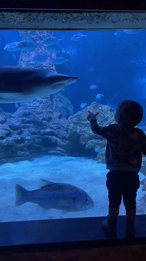 7.4K views · 160 reactions | Teaching my little one about marine life. Sharks he has no problem with but stingrays need a little more practice. | Dixon's Fishing | Facebook