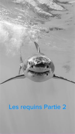 Épisode sur les requins : Tout savoir sur ces créatures marines