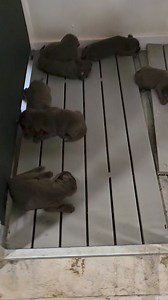 3.1K views · 98 reactions | Georgia's litter is out of the actual whelping box | Soggy Acres Retrievers | Facebook