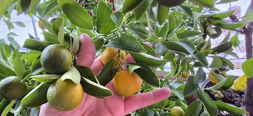 Citrus trees can be grown indoors successfully