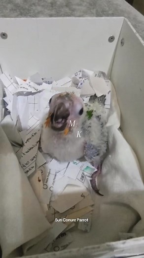 29K views · 426 reactions | Sun Conure Handfeed  | Mc Kelly Ang | Facebook