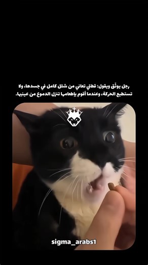 قطة مشلولة 🥲💔 #shorts #song #sad #viral #اكسبلور #funny #السعودية #العراق #لايك #viralvideo #reels