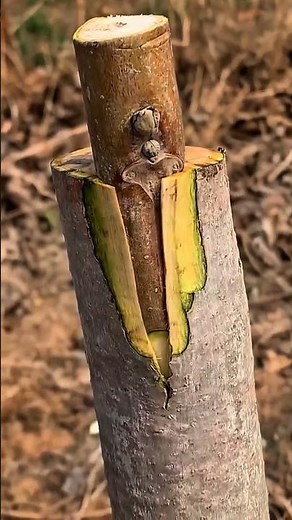 einzigartige und einfache Technik zum Veredeln von Bäumen/Pflanzen 🌳🌳#Okulation #Veredelung #Garten